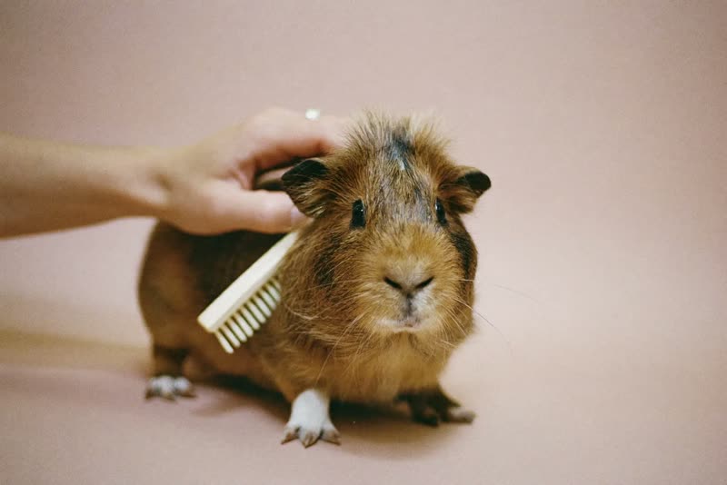 A hand brushing a long-haired guinea pig's coat