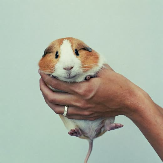 Hands gently holding a small guinea pig